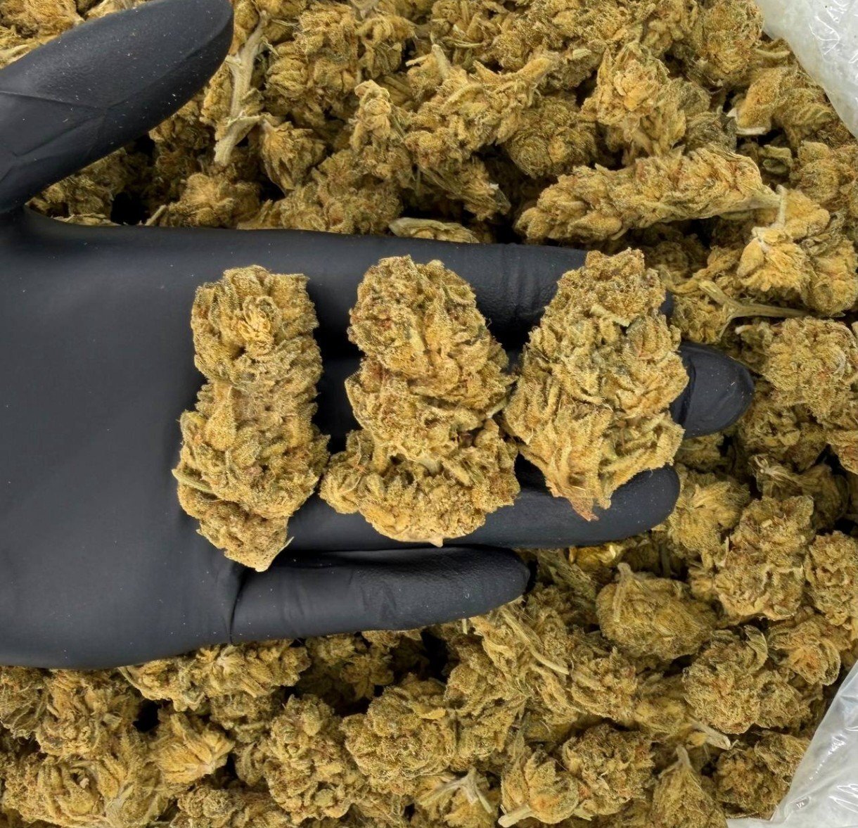 1. Weed Commerciale